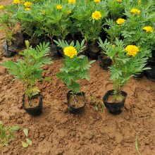 草花孔雀草供应商 孔雀草基地批发商