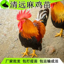 2020ռ۸Զ鼦ߵؼ