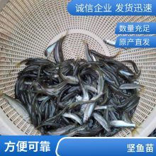 优质水源养殖 淡水鱼苗青竹皖鱼苗 军鱼苗投喂方式 光鱼苗 货源充足