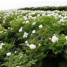 牡丹地有杂草用什么除草剂除草，