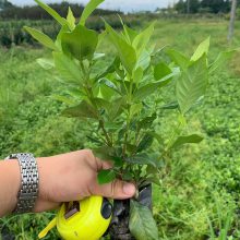 四川批发栀子花基地 遂宁栀子花工程绿化苗子价格 栀子花杯苗