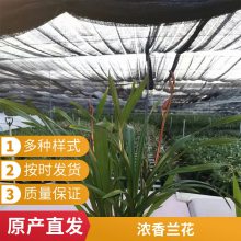 燎伯兰业 橙红色室内绿植 建兰醉美人 室内花园装饰花卉