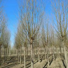 25公分旱柳 苗圃供应 质量优 长势快