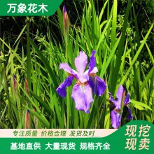 ��Ӧ�¹��β Ϫݥ ·��˹����ˮ��ֲ�� ����ˮ�� ���� ���ͻ���