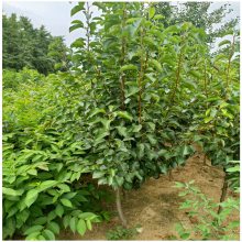 新疆 梨树苗价格 秋月梨树苗品种介绍 3公分定杆梨树苗