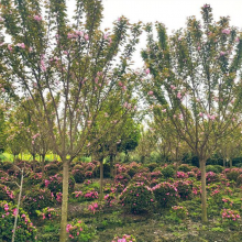 日本晚樱 6到18公分 落叶开花早樱小苗成品苗 大花地园林
