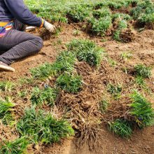 矮麦冬 日本矮麦冬 长不高 公路山体护坡优选 常绿地被 耐寒性强