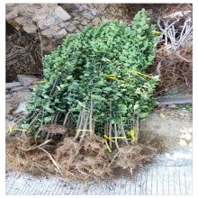 润景苗木 别墅篱笆墙用苗 直立冬青 2米高北海道黄杨价格