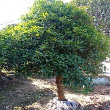 锦瑞园林桂花树便宜 冠幅2米浓香型桂花 金桂丹桂 园林庭院绿化