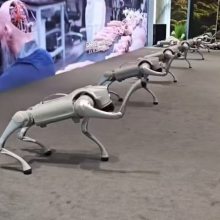 智能机器狗出租 宇树机器人电子狗展会跳舞表演