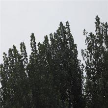 ţ콺 ݻ20Ͱ ˮ 40pe