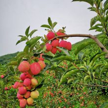 辽宁鸡心果苹果苗 新品种鸡心果苹果树苗 耐寒矮化鸡心果苗