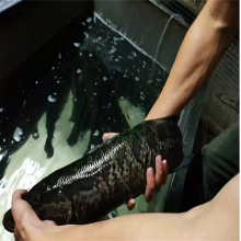 ˮӦ     𻨰