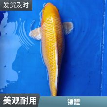 锦鲤鱼苗 优质好苗 存活*** 生长迅速 产量好 包品质