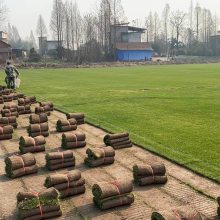 赣州草坪基地 怀化草皮出售 邵阳草皮