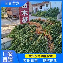 北海道绿篱苗 四季常青不落叶 耐修剪 1.8米丛生北海道黄杨 大冠幅 3分支以上