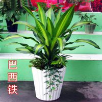 室内大型花卉观叶植物盆栽 金边巴西铁盆景 也门铁 香龙血树