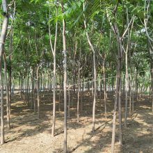 湖北宜昌火炬树种植基地