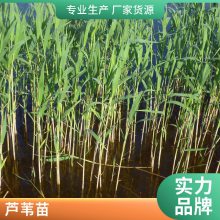 耐寒盆栽适合河道绿化芦苇苗负责施工种植包成活每株3芽以上