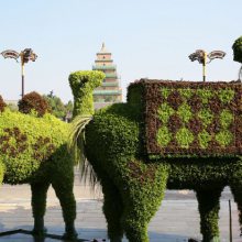 四川真植物绿雕造型厂家批发-定制绿雕详情