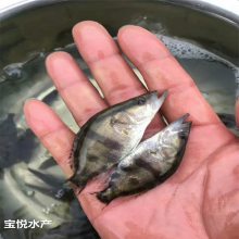 ջֳ嵭ˮ