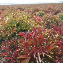 白芍芽芍药芽多少钱棵芍药基地