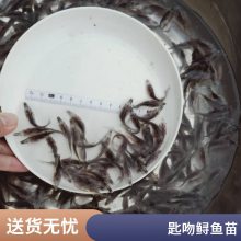港发水产抗病力强 鸭嘴鱼苗 存活***快速发货 存活*** 产量好 包品质