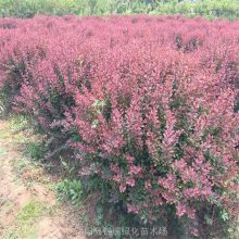 紫叶小檗专卖 江苏紫叶小檗种植基地 紫叶小檗便宜***