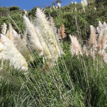 基地直发水生植物芦苇 水生芦苇苗 公园水池 水体绿化 芦苇根