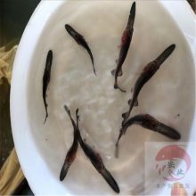 山东淄博广东鸭嘴鱼苗批发 鸭嘴鱼苗批发那里价格低