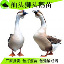 2020ն۸ʿͷʨ