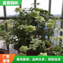 出售铁线莲 幻紫 小绿多年生爬藤植物 廊架垂直绿化园林色块花苗