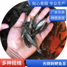 港发苗场供应活体黄金草鱼苗 青竹鲩 少病害军鱼苗 生长速度快