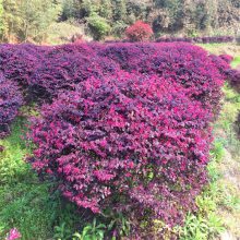 基地供应 耐热 沃美园艺 红花继木球 规格齐全 庭院花卉绿化