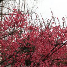 红梅 四季梅花苗 循环开花 红梅苗 素心梅 腊梅花苗 品种齐全工程绿化苗