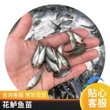 良种健康淡水鲈鱼苗报价 海鲈鱼苗水花 七星鲈鱼苗大规格 全国发货