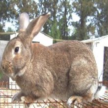 养殖兔子的成本与利润
