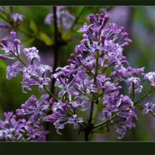 基地供应紫丁香半球形丛生树木 庭院小区观赏盆栽植物 园林绿化工程苗