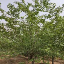 ����������ӣӣ���� �Ż� 10����ӣ��������