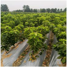 润景农业 适合南方种植樱桃品种 中晚熟 耐运输 美国瑞德大樱桃树苗