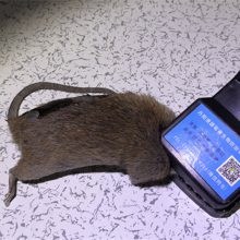 常州清源虫控|灭鼠方案怎么写？