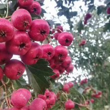 大山楂苗 山楂树苗 山楂苗批发 嫁接山楂苗 苗木基地直发 性价比高 提供技术支持