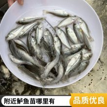 养殖场厂批发鲈鱼苗 抗病易成活 养殖周期短 生长迅速优质鱼苗