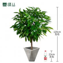 平安树 武汉绿植 植物租赁 绿丛园林 瓷盆123