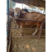 西门塔尔牛养殖场 改良育肥鲁西黄牛 纯种利木牛牛犊