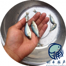屦ʯ_߲ޱʯ_5cmʯ繩Ӧ
