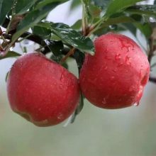 山东苹果树苗直销基地苹果树苗嫁接柱状盆栽地栽矮化苹果树苗