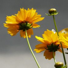 批发草花种子金鸡菊优质金鸡菊花有哪些功效与作用