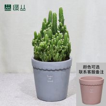 万重山盆栽 武汉植物 办公室净化空气防辐射绿植 田园陶盆大号