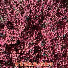 1年花椒苗品种 一年大红袍花椒苗 当年花椒苗高度 粗度